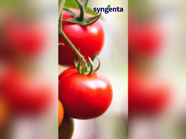 Syngenta Internal Branding 18X36 2 - Faraz Akbar