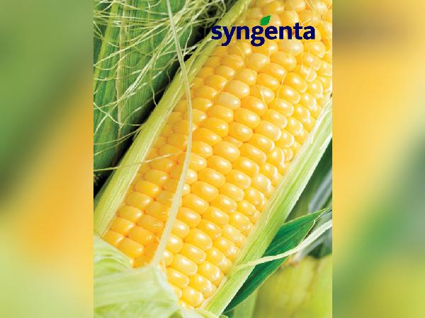 Syngenta Internal Branding 36X48 1 - Faraz Akbar